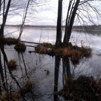 Лесное озеро :: Vladimir Semenchukov
