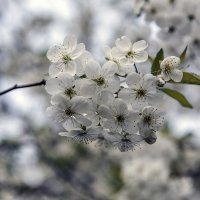 Весна цветёт, весне дорогу. :: Юрий Клишин