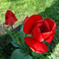 "Красные тюльпаны - шёлковые чаши, По весне лазурной нет нежней и краше..." :: Galina Dzubina