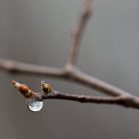 Апрельский дождь... :: Дмитрий Гортинский