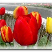 Тюльпаны. :: Чария Зоя 