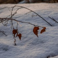 листочки :: Константин Шабалин