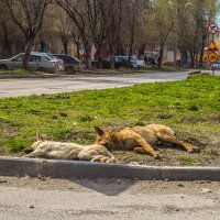 Сиеста :: Дмитрий Костоусов