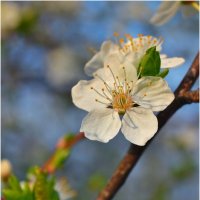 spring bloom :: Tatiana Kretova