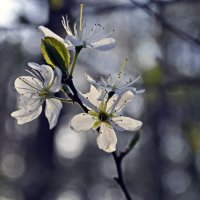 весняне :: Наталия Рой