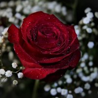 роза красная :: leoligra 