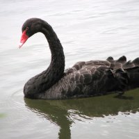 Лебедь черная :: Антонина 