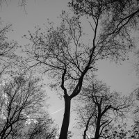 Деревья старого сквера :: Тамара Цилиакус