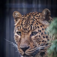Леопард :: Владимир Габов