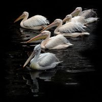пеликаны :: Михаил Бибичков
