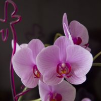Орхидея :: JulO Юлия