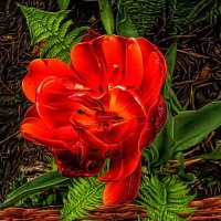 махровый тюльпан :: Irina 