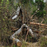 майскими лесами :: sergej-smv 