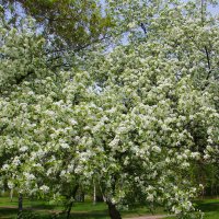 Яблони цветет - какое чудо... :: leoligra 