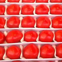 Tomatoes :: Екатерррина Полунина