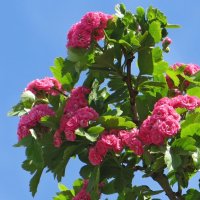 Боярышник с розовыми махровыми цветами великолепно смотрится весной во время цветения! :: Татьяна Смоляниченко