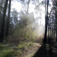 Утро в лесу :: Сергей Гвоздев