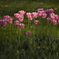 Тюльпаны в Дендропарке :: Юля Колосова
