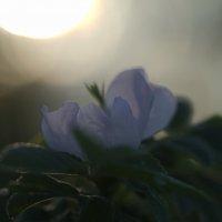 Цветок шиповника, на фоне уходящего солнца :: Balakhnina Irina