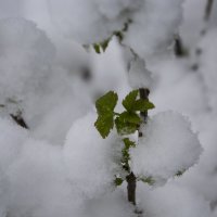 весенний снег :: Владимир Шустов