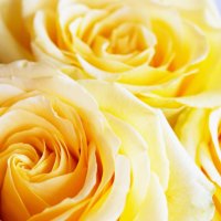 Жёлтые розы :: Мария 
