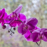 Орхидея :: Elena Ignatova