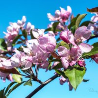 Яблони цветут :: Валерий Пегушев