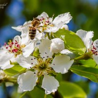 Пчелка :: Mikhail Andronikov