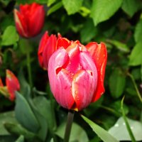 "Пылают счастьем красные тюльпаны..." :: Galina Dzubina