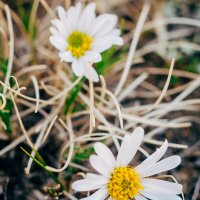 15.05.2016 Агинское, макро, цветы и бабочки :: Даба Дабаев