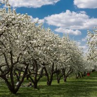 коломенскоев период цветения яблонь :: юрий макаров