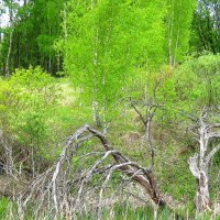 Погибшие деревья. :: Борис Митрохин