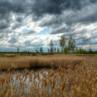 Озеро в камышах :: Милешкин Владимир Алексеевич 