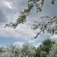 Весна :: Nikanor 