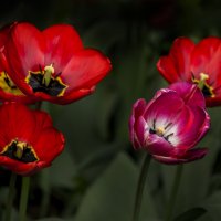 тюльпаны :: gribushko грибушко Николай
