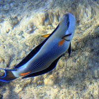 Рыбка. :: оля san-alondra