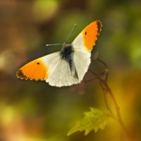 Бабочка :: Оксана Лада