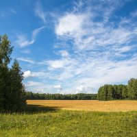 Пшеничное поле. :: Андрей Климов