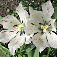 белые тюльпаны :: Надежда 