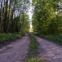 Грунтовая дорога через лес :: Slava Leluga 
