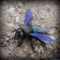 Пчела-плотник обыкновенная :: Андрей Заломленков