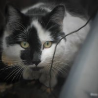 Чёрно-белый кот :: Настя Перфильева