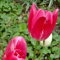 Тюльпаны, которых уже нет... :: Нина Корешкова