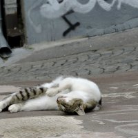 Белградские коты :: Tatiana Belyatskaya