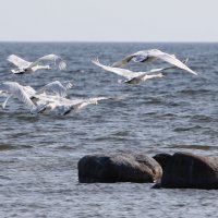 Лебеди над морем. :: Ирина Волкова