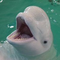 Пломбир- белый кит :: Светлана Курцева
