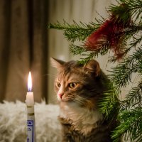 Кот рождественский :: andrey 