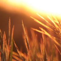 Трава на фоне солнца :: Anatoly Dovzhik
