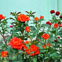 розы в саду... :: Юрий Владимирович
