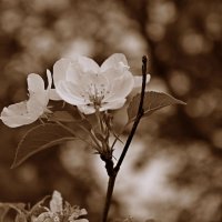 Яблочно-цветочное настроение :: Марина Мишутина
